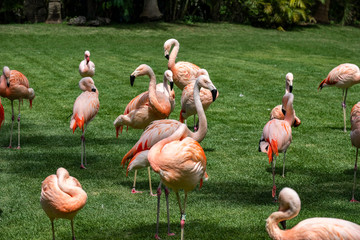 Eine Gruppe von Flamingos hat sich auf dieser Wiese niedergelassen.