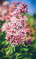 blooming lilacs in the garden closeup