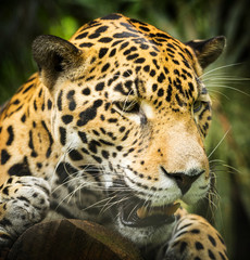 Jaguar Cat Growling