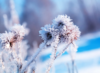  beautiful plant seeds burdock covered with white shiny crystals of frost in winter Christmas Park...