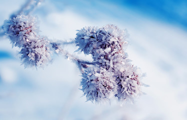  beautiful plant seeds burdock covered with white shiny crystals of frost in winter Park in...
