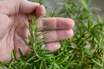 Obraz premium Rosemary in vase, close-up. The hand of a caucasian man caresses the needles of rosemary. Selective focus.