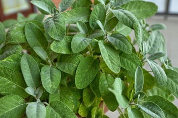 Sage in vase, close-up. Leaves of intense green color, with drops of dew.