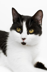 Beautiful Black and White Kitten Portrait