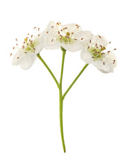 Hawthorn or Crataegus monogyna branch with flowers isolated on a white background
