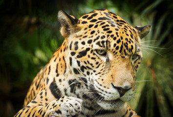 Fototapeta na wymiar Jaguar Cat In Jungle