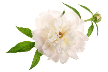 peony flower isolated on white background close up © kolesnikovserg