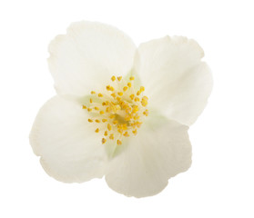 Naklejka na ściany i meble jasmine flower isolated on white background closeup