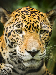 Jaguar Cat Portrait