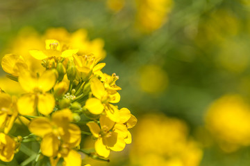 Rapeseed field in Spring