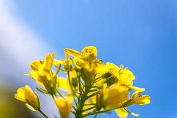 Rapeseed flower against blue sky