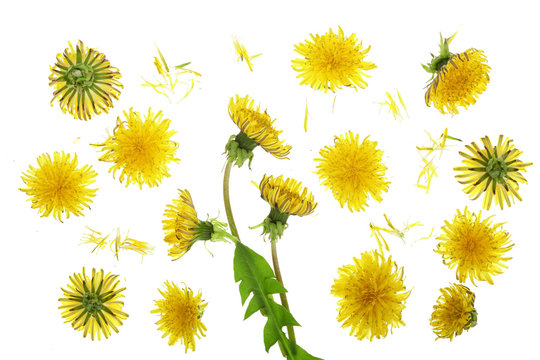 Fototapeta Dandelion flower or Taraxacum Officinale isolated on white background. Top view. Flat lay pattern