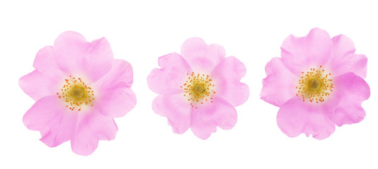 Rosehip flower isolated on white background close up © kolesnikovserg