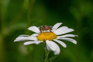 Bee mimic insect collecting pollen from a daisy flower
