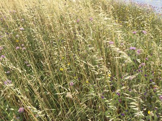 fleurs sauvages du littoral méditerranéen 