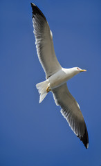 Seagull flying on the coast