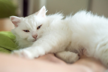 White fluffy cat lies at the feet of a girl