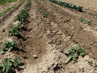 PLANTACION DE PATATAS