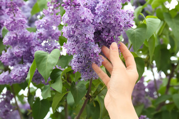 Fototapeta na wymiar Young woman reaching for blossoming lilac outdoors on spring day