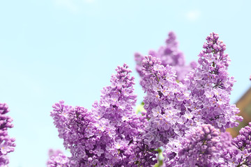 Obraz premium Blossoming lilac on sunny spring day
