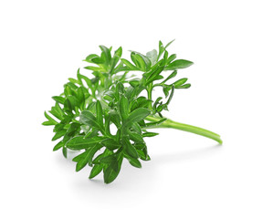 Fresh green parsley on white background