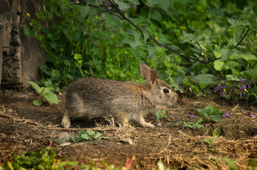 Baby Rabbit Exploring