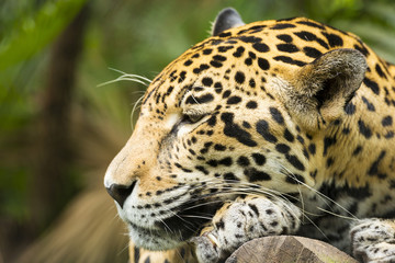 Jaguar Cat Resting