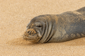 Hawaiian Monk Seal on a Maui Beach