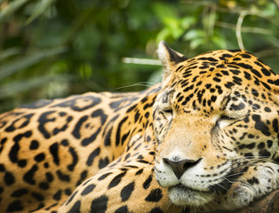 Jaguar Cat Resting
