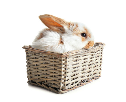 Cute bunny in wicker basket on white background
