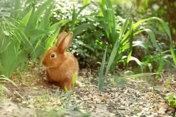 Naklejka na ściany i meble Adorable fluffy bunny rabbit outdoors on spring day