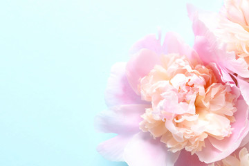 Fototapeta na wymiar Beautiful fragrant peony flower on color background