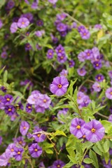 Purple wild flowers in spring
