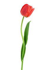 red tulips isolated on white background. Top view. Flat lay pattern