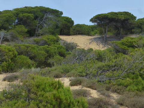 Matalascañas,localidad costera de Almonte en Huelva,en la Comunidad Autónoma de Andalucía, en España