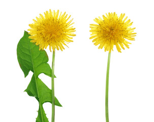 Fototapeta premium Kwiat mniszka lekarskiego lub Taraxacum Officinale z liśćmi na białym tle
