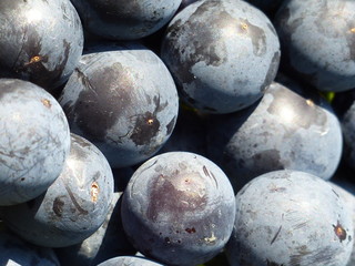 Rote Weintrauben-Perlen