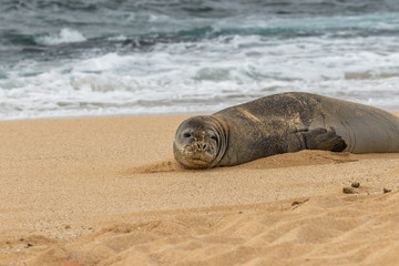 Hawaiian Monk Seal on a Maui Beach