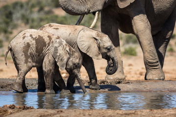 Fototapeta premium Young elephants at the edge of the waterhole.