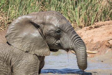Elephant drinking water.