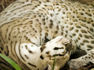 Ocelot Curled Up Sleeping