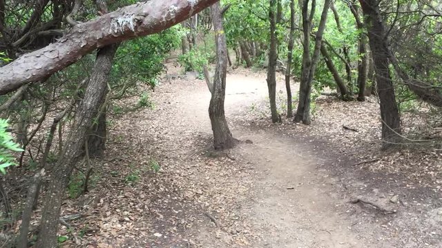 Mouvement en avant sur un sentier forestier v&eacute;g&eacute;tation M&eacute;diterran&eacute;e