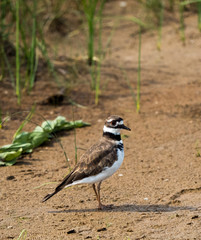 sand grass 