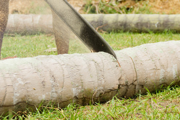 Man in shorts with a chainsaw cutting the trunk of a palm tree on the ground into pieces....