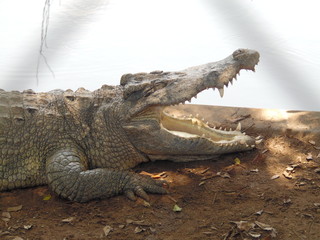 crocodile