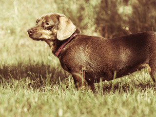 Little dog playing outside