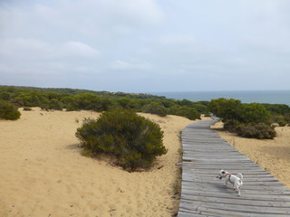 Parque Doñana zona Playa Cuesta Maneli en Huelva, zona costera con playa de arena fina blanca que...