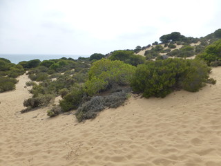 Parque Doñana zona Playa Cuesta Maneli en Huelva, zona costera con playa de arena fina blanca que...