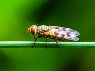 Exotic Drosophila Fruit Fly Diptera Insect on Green Grass