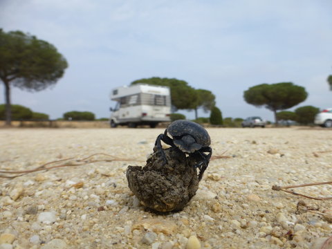 Parque Do&ntilde;ana zona Playa Cuesta Maneli en Huelva, zona costera con playa de arena fina blanca que forma parte del Parque de Do&ntilde;ana